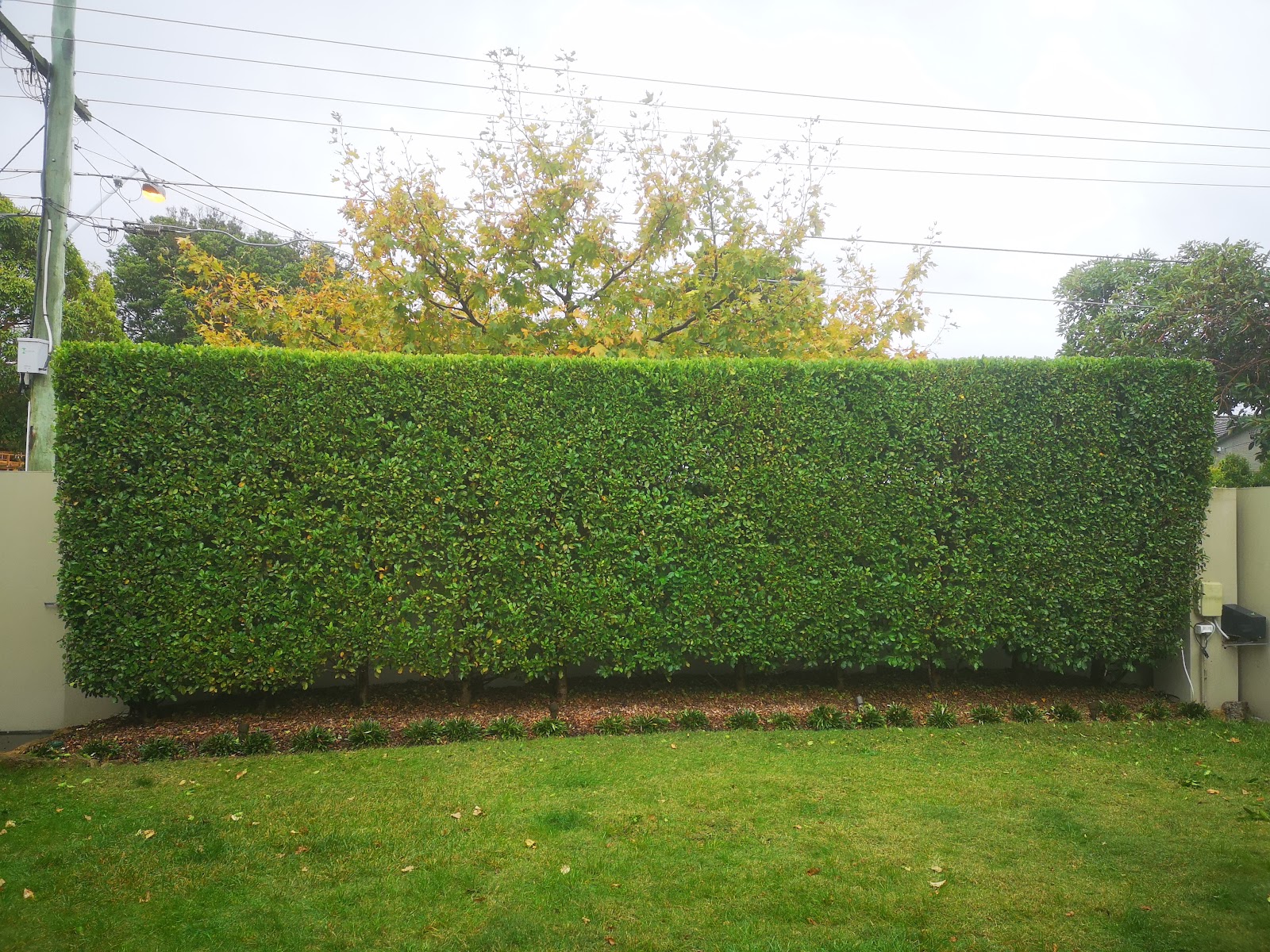Bayside Garden Tidy