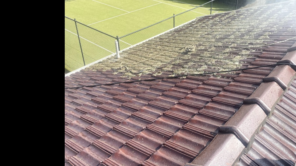 Bayside Roof Cleaning