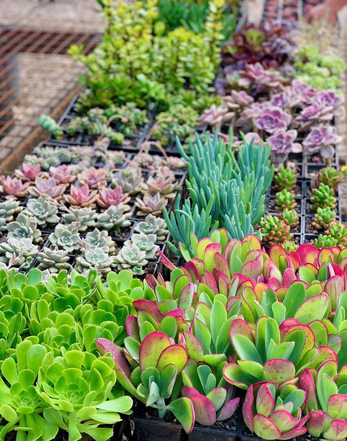 Black Rock Garden Centre