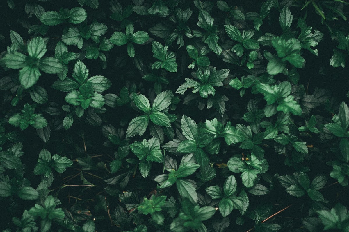 Crafted Living Landscapes