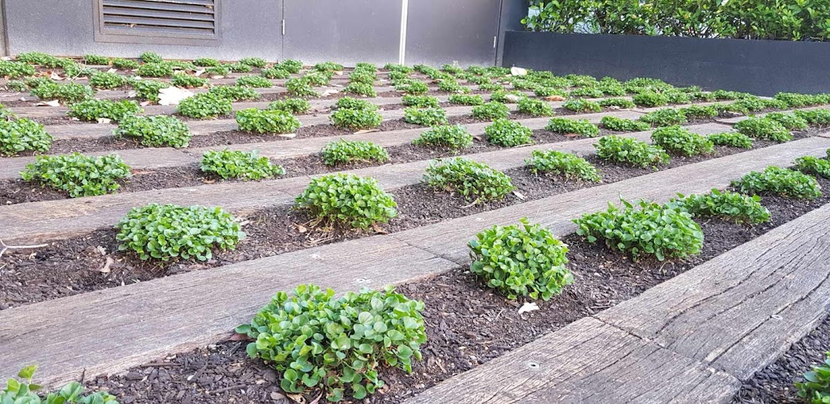 ECO MAINTENANCE SERVICES. LANDSCAPE GARDENING AND HOME MAINTENANCE SERVICES