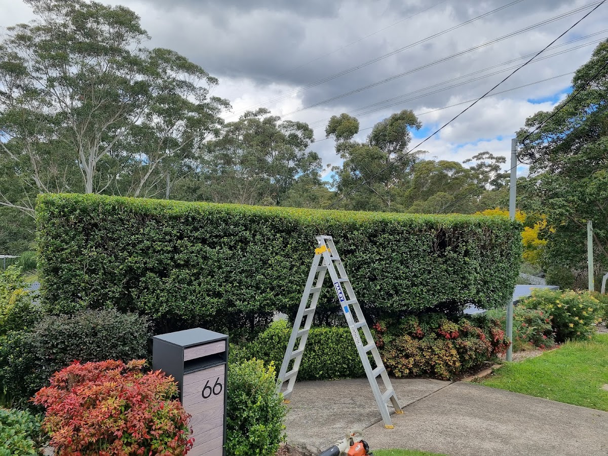 feature trees & perfection hedging