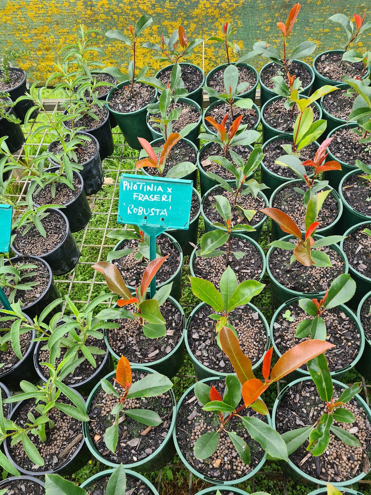 Great Southern Landscaping, Irrigation & Nursery