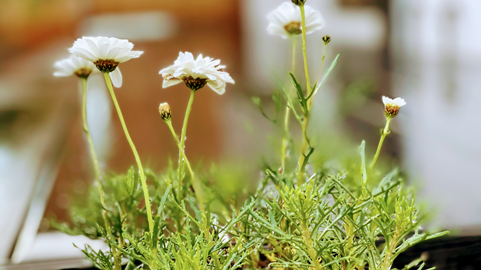 J PLUS Landscaping