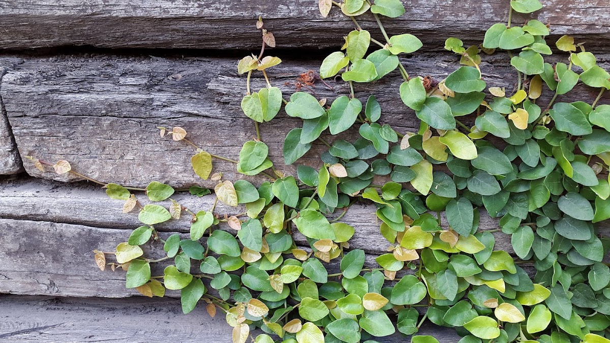 Paperbark Landscaping