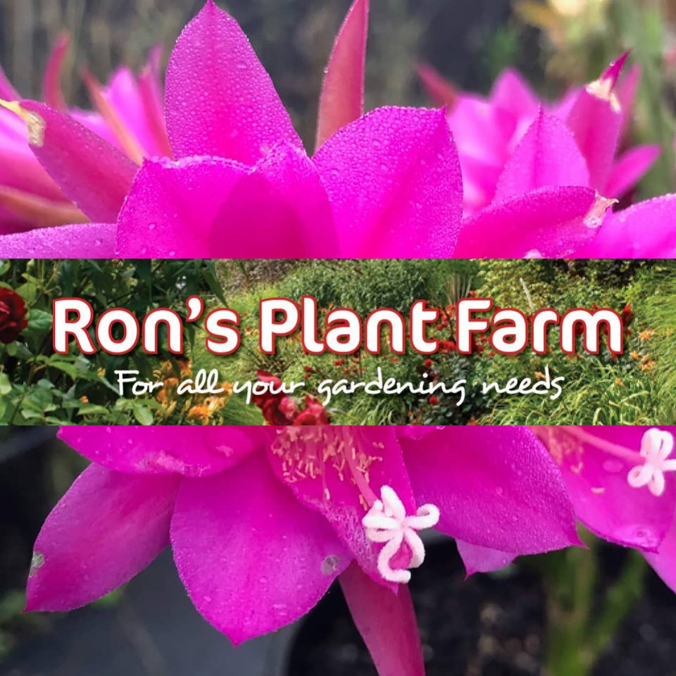 Ron's Plant Farm And Nursery Townsville