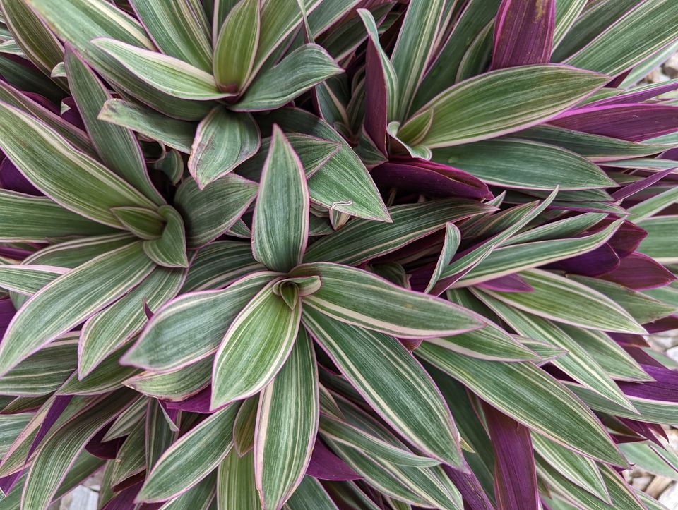 Roots Shoots & Leaves Garden Maintenance