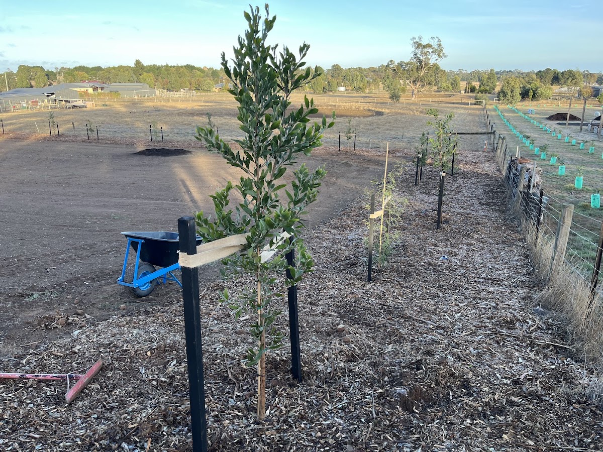 Thicket Planting