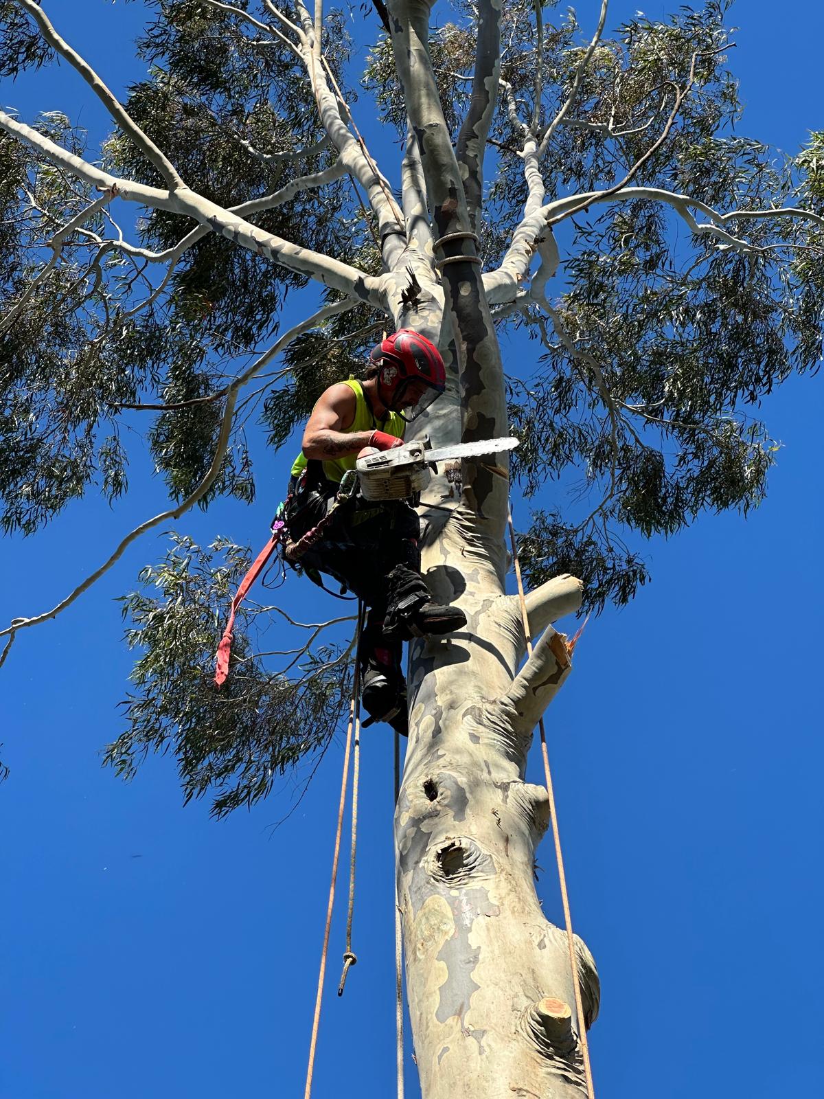 Tree Trotters Victoria Pty Ltd work photo