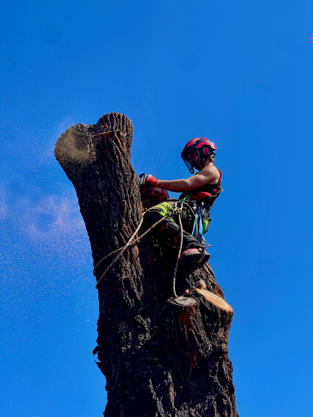 Tree Trotters Victoria Pty Ltd work photo