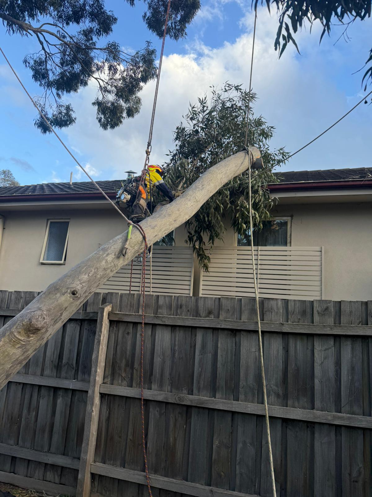 Tree Trotters Victoria Pty Ltd work photo