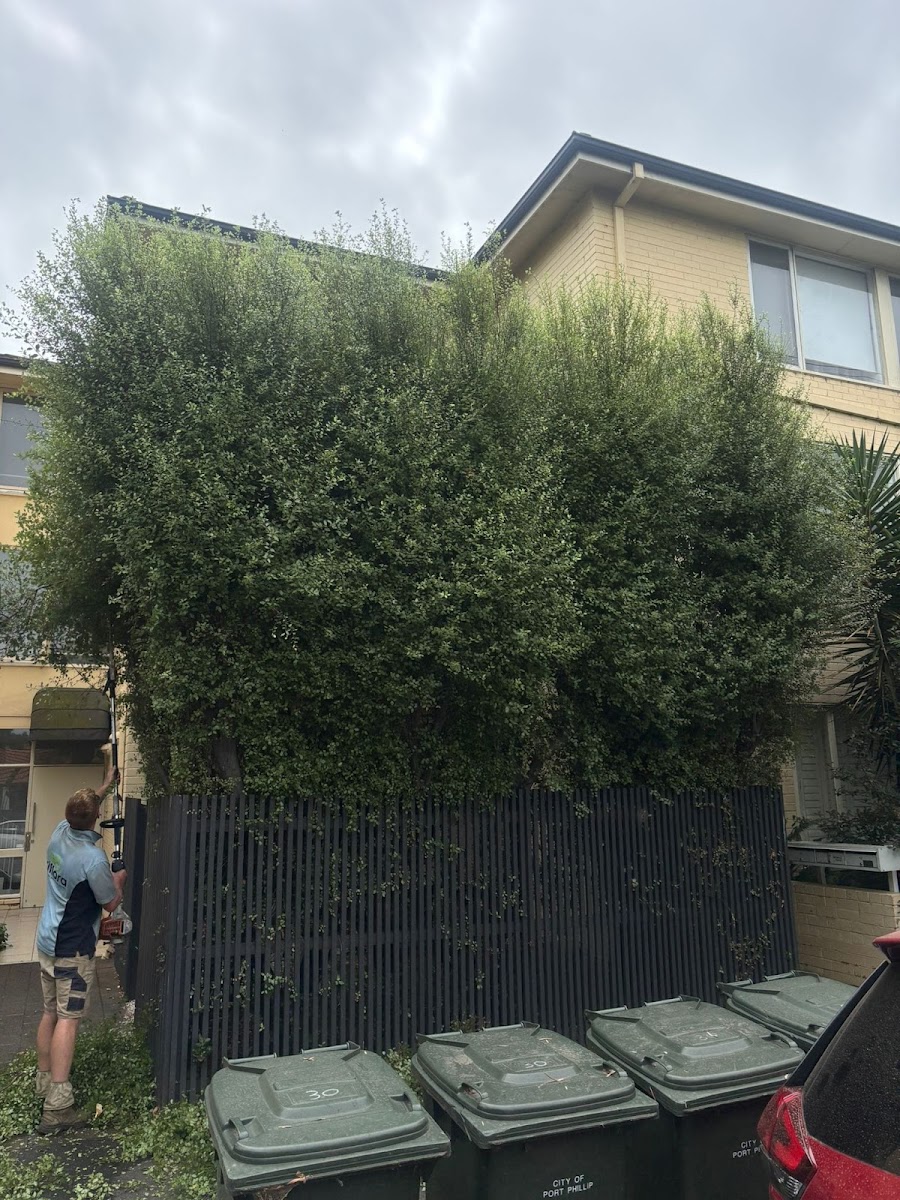 Triflora Landscaping & Garden Maintenance