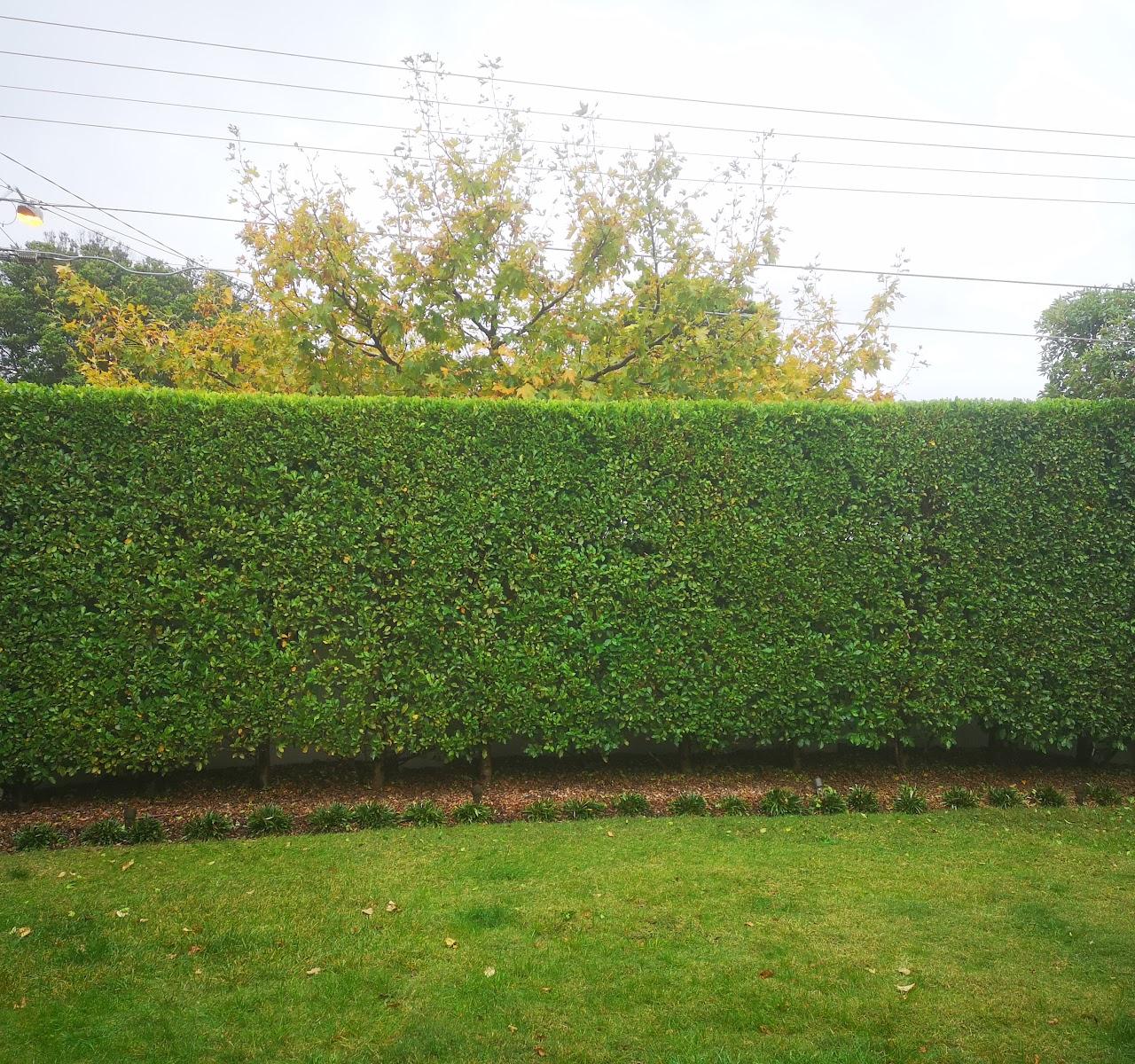 Bayside Garden Tidy