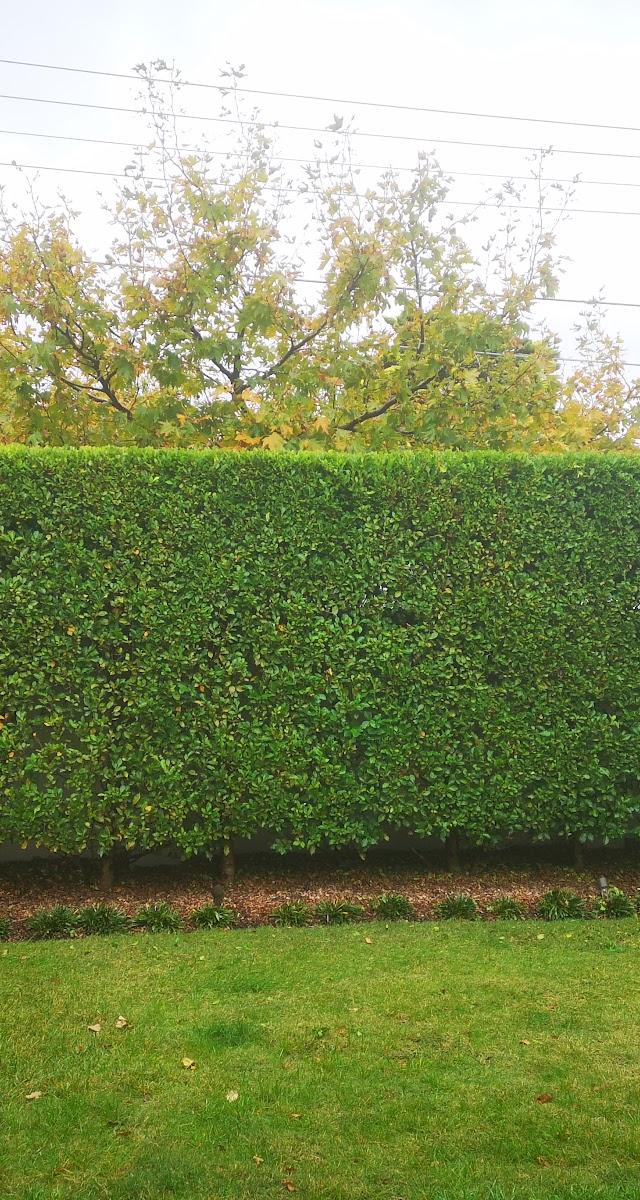 Bayside Garden Tidy