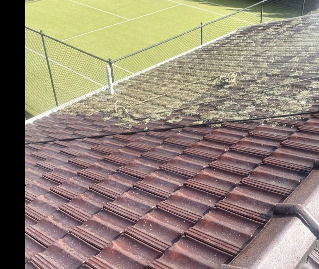 Bayside Roof Cleaning