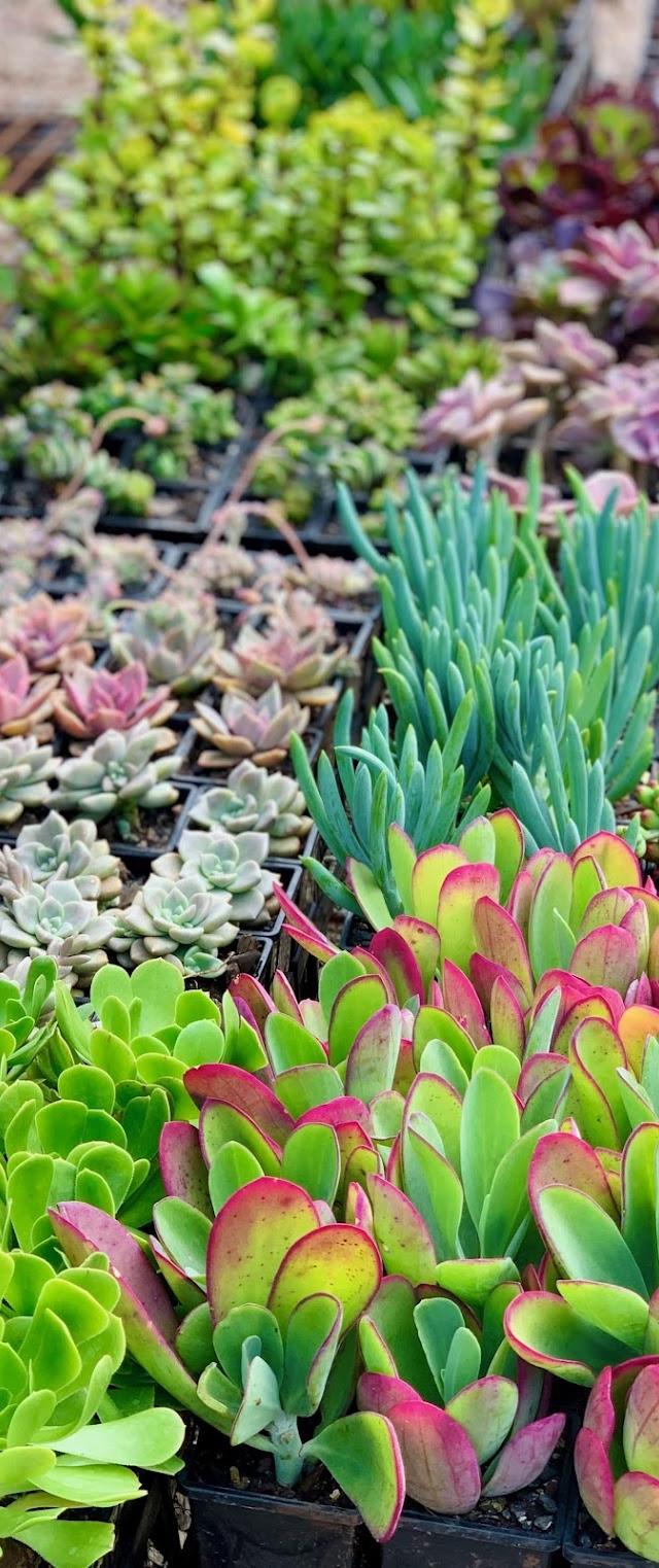 Black Rock Garden Centre