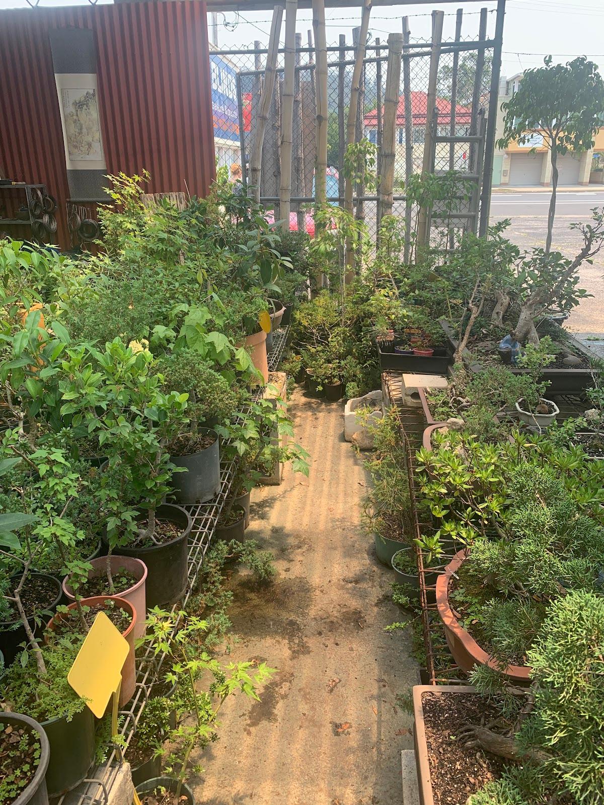 Bonsai Bliss