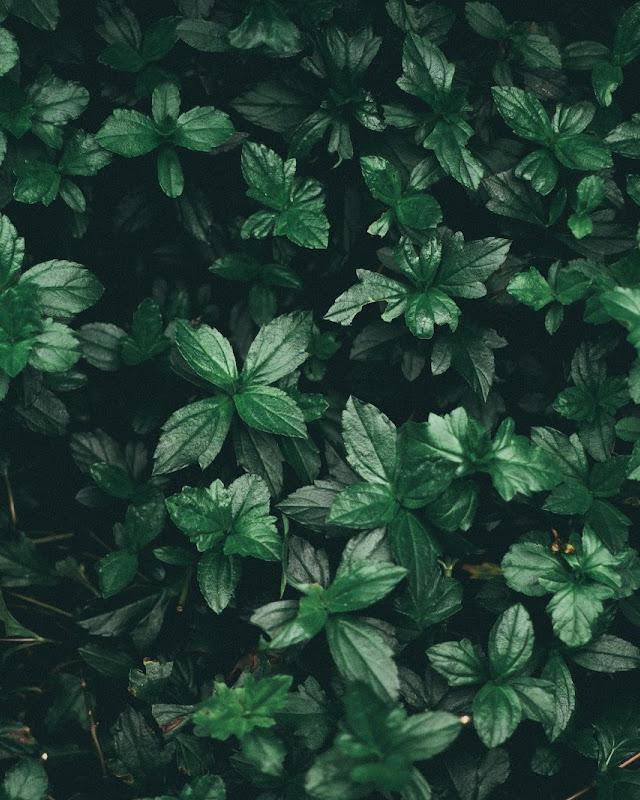 Crafted Living Landscapes