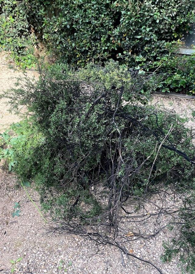 Craig J's Gardening