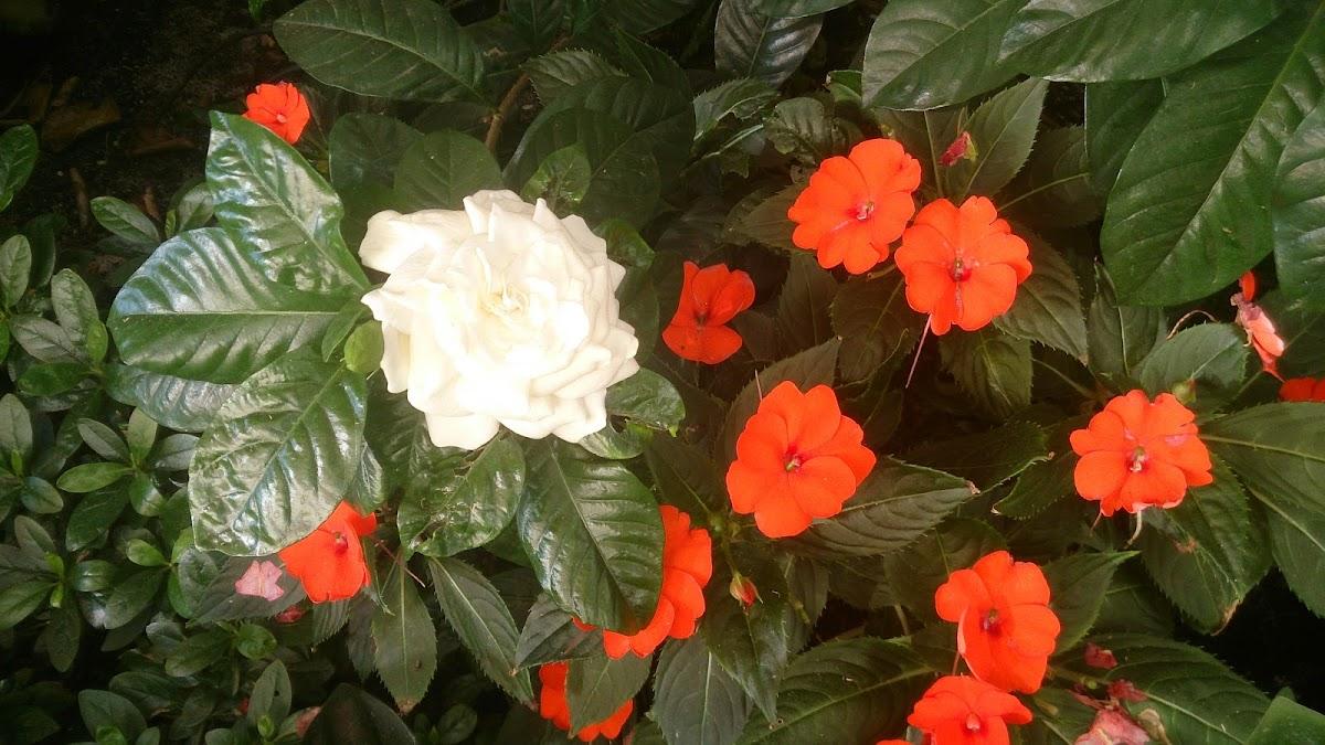 Easy Gardens