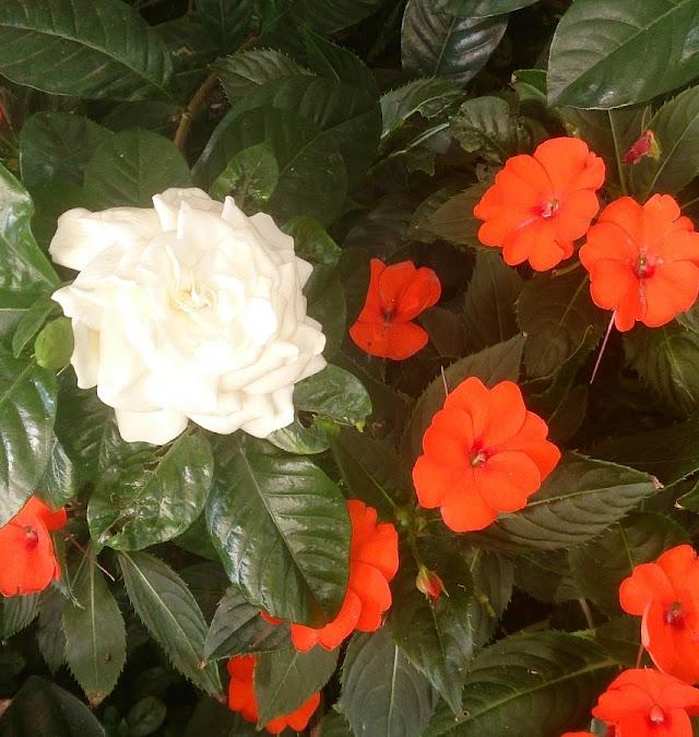 Easy Gardens