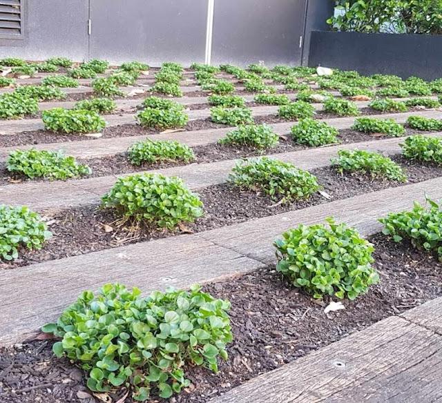 ECO MAINTENANCE SERVICES. LANDSCAPE GARDENING AND HOME MAINTENANCE SERVICES