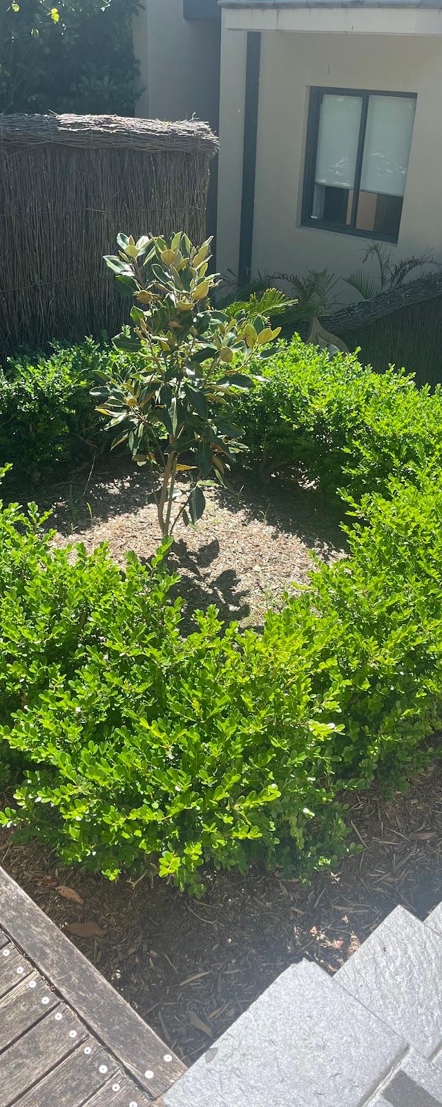Essential Lawn and Garden Care