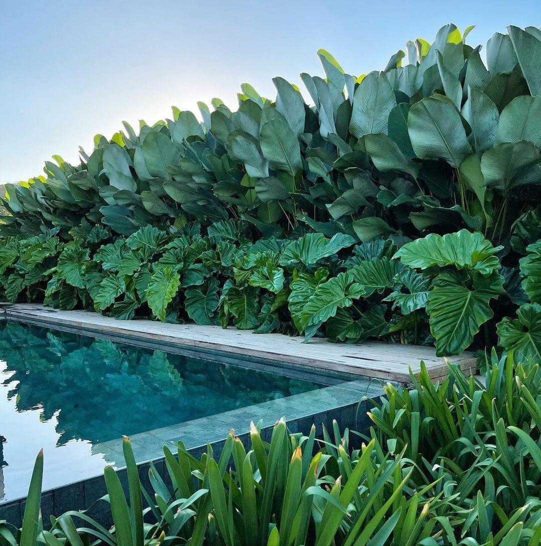 Ethereal Gardens