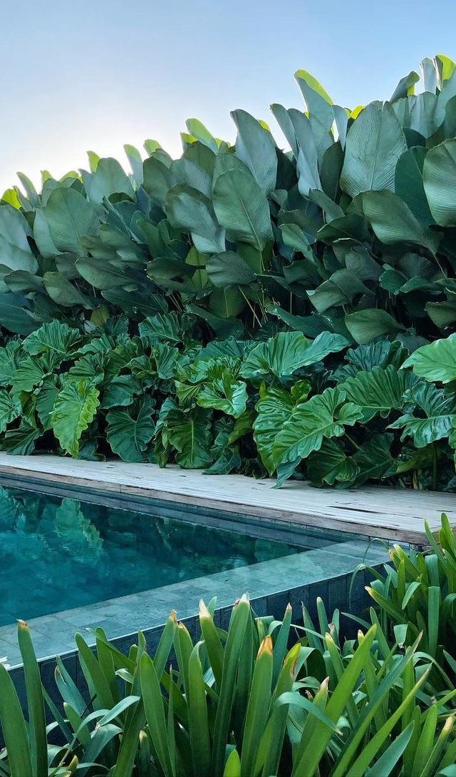 Ethereal Gardens