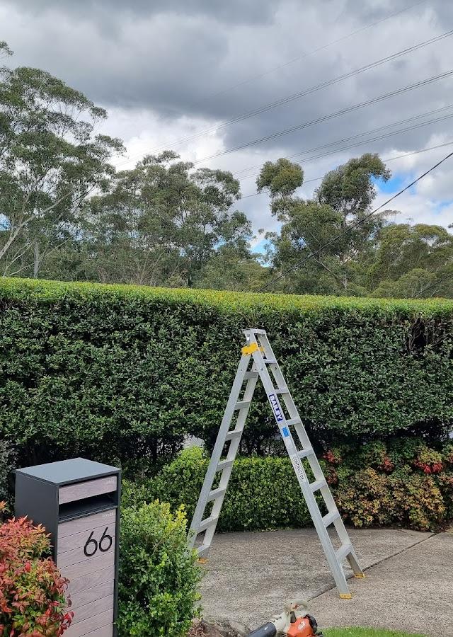 feature trees & perfection hedging