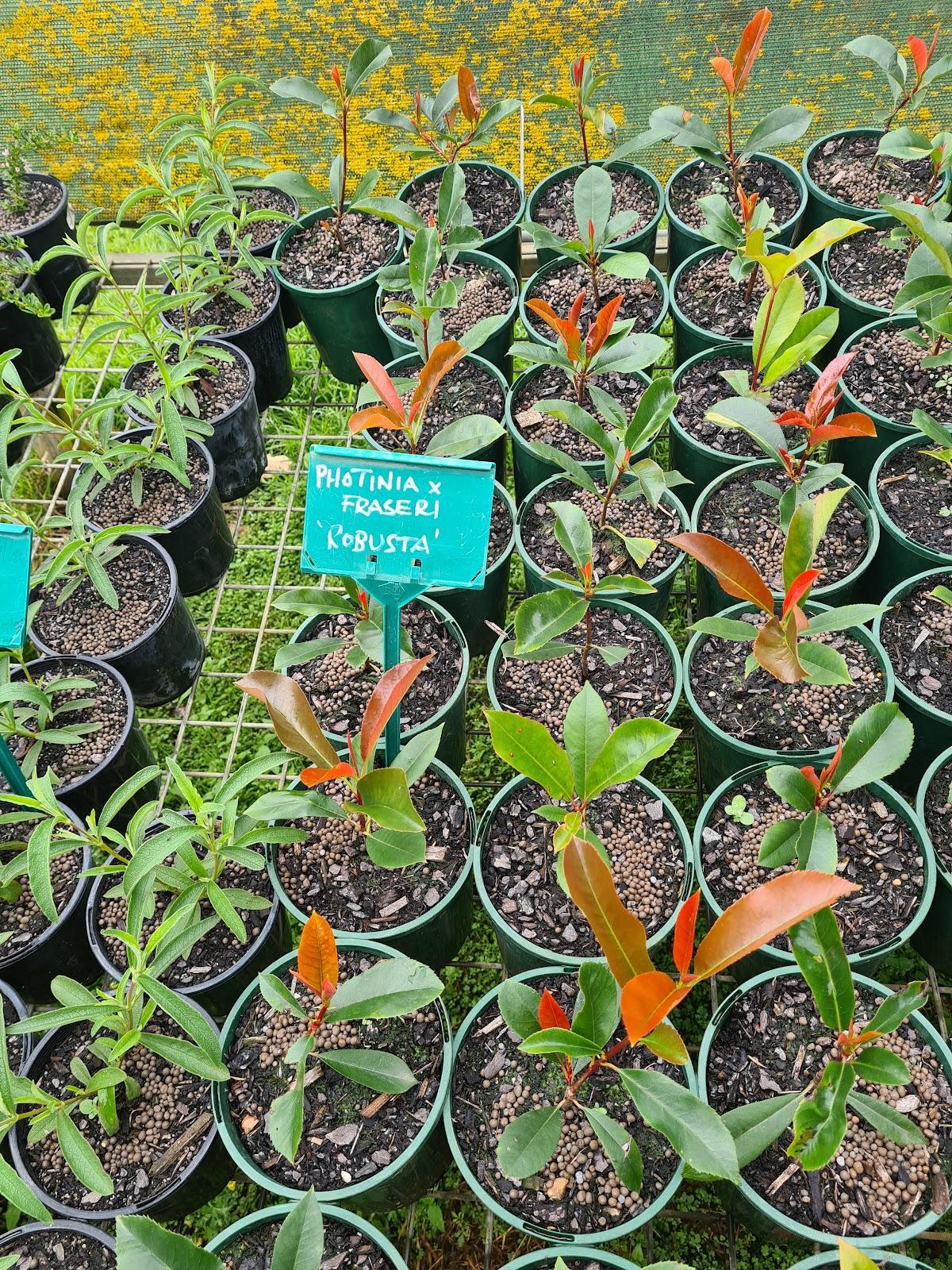 Great Southern Landscaping, Irrigation & Nursery