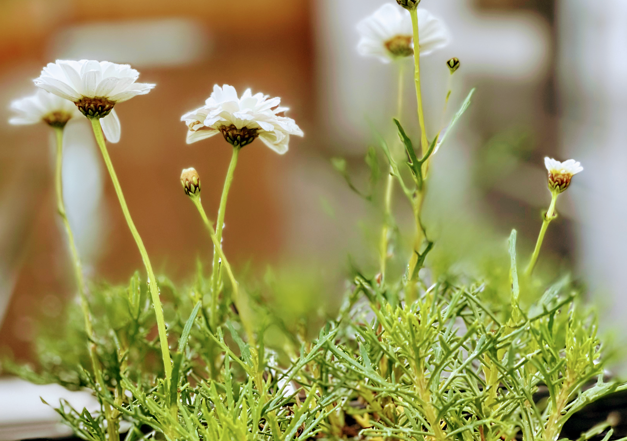 J PLUS Landscaping