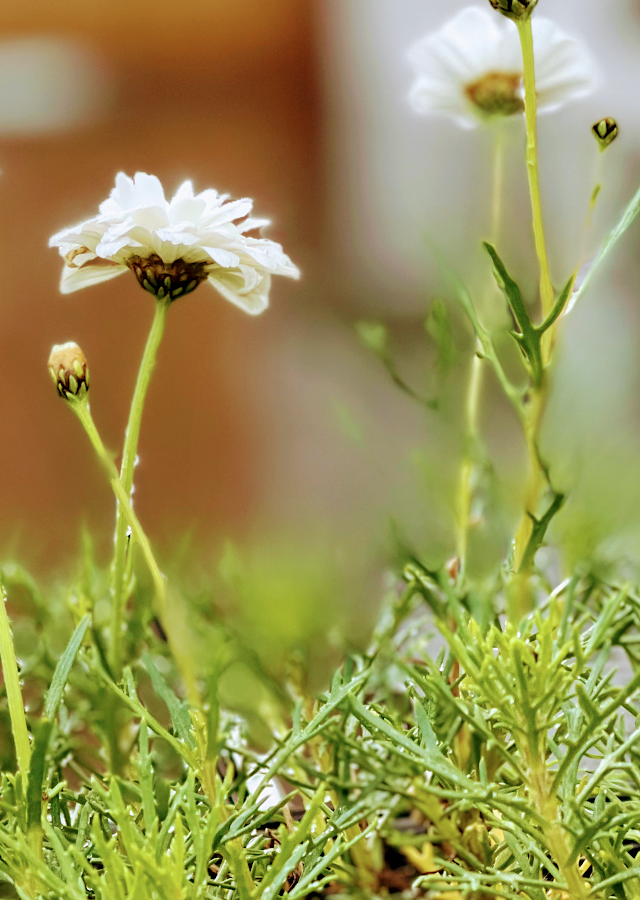 J PLUS Landscaping