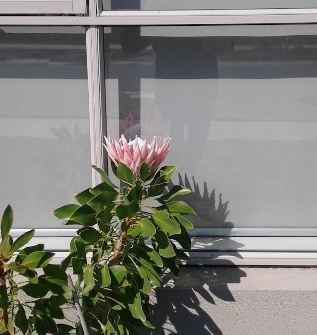 Marks Building Group Pty Ltd