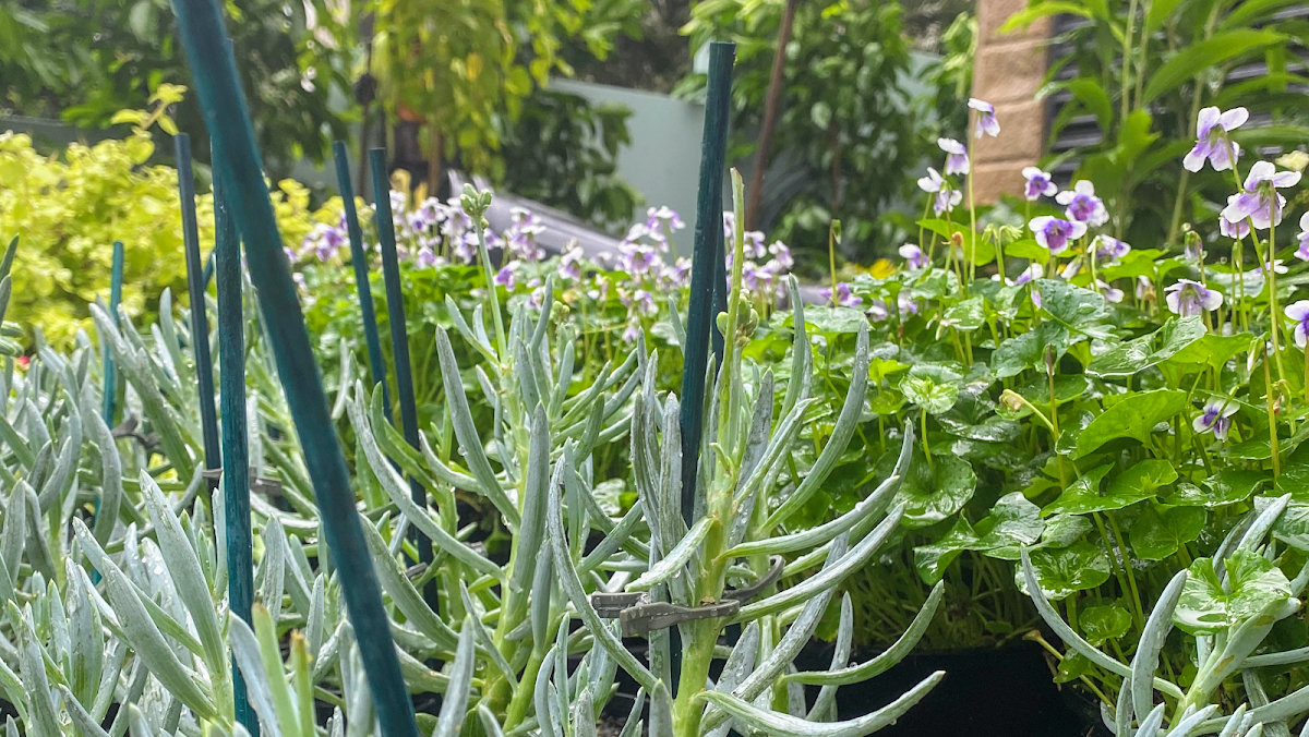 Master Landscaping Australia