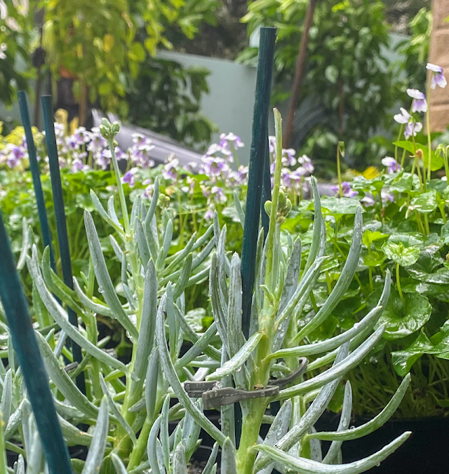 Master Landscaping Australia