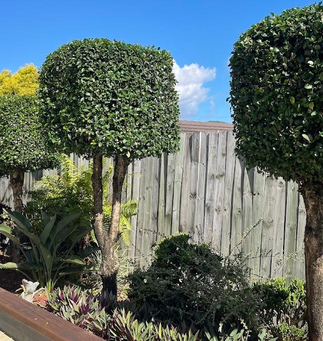 My Greenfinger QLD