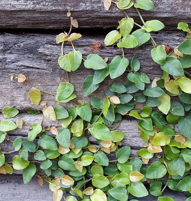 Paperbark Landscaping