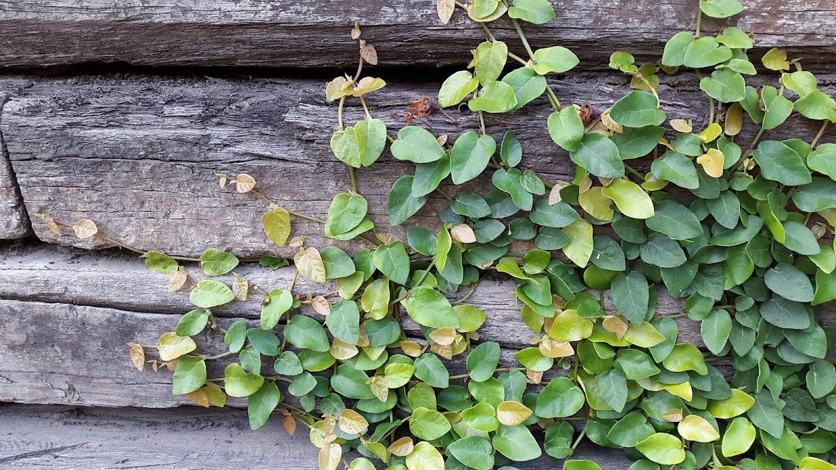 Paperbark Landscaping