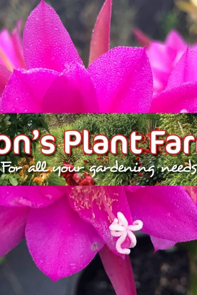 Ron's Plant Farm And Nursery Townsville