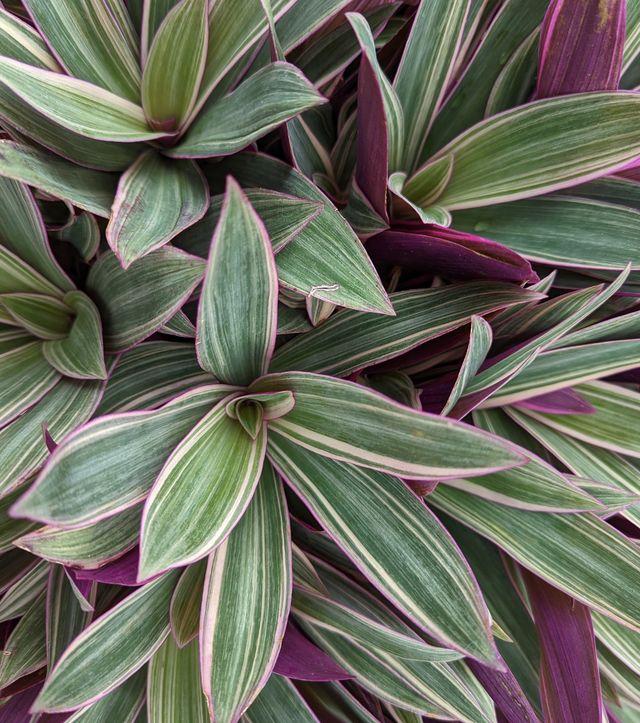 Roots Shoots & Leaves Garden Maintenance