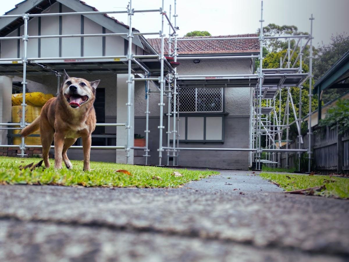 Sky Dog Roofing