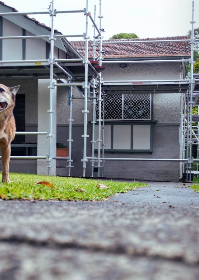 Sky Dog Roofing